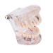 Cocoarm Removable Tooth Model - Dental Care Demo Tool for Teaching Study & Implant Education - Buy Online on GoSupps.com