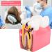 High-Quality Dental Prosthesis Model for Oral Care | International Shipping Available - Buy Online on GoSupps.com