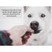 Paddywack 200g Natural Dog Treats Chews - Premium Quality and Healthy Snack for Dogs - Buy Online on GoSupps.com