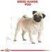 7.5KG Royal Canin Pug Adult Complete Dog Food 7.5 kg (Pack of 1) - Buy Online on GoSupps.com