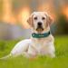 Didog Soft Padded Leather Dog Collar with Engraved Name Tag - Customizable D-Ring XL 40-50 cm Green for Small & Medium Dogs - Buy Online on GoSupps.com