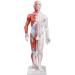 UIGJIOG 60cm Human Acupuncture Model - Unisex Adult Anatomy & Acupuncture Points for Professionals | Ideal for Acupuncturists - Buy Online on GoSupps.com