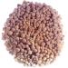 Golden Enoki Fresh 400g - Buy Online on GoSupps.com