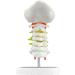 Spinal Nerves Cervical Spine & Occipital & Vertebral Artery Model Spinal Nerve Model Human Cervical Model with Neck Artery Hospital Teaching Model - Buy Online on GoSupps.com