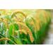 Organic Hulled Millet 10 Pounds - Non-GMO Whole Grain Seeds, Raw & Kosher - USA Product - Buy Online on GoSupps.com