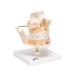 Buy 3B Scientific VE281 Adult Denture | 3B Smart Anatomy | Global Shipping Available - Buy Online on GoSupps.com