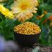 1kg Highly active flower pollen of Spanish origin,