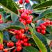 hawthorn berry extract organic - HAWTHORN BERRIES EXTRACT - hawthorn energy pills organic hawthorn berry extract capsules antioxidants supplement antioxidants supplement for skin 1 Bottle 60 Caps - Buy Online on GoSupps.com