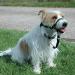 Halti Link One Size Fits All Perfect to use on Headcollar and Optifit Headcollar Dog Harness to Collar Safety Link strap Easy to Use Professional Training Aid for Dogs 1 Count (Pack of 1) - Buy Online on GoSupps.com