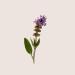 Buy Alqvimia Salvia Sclarea Essential Oil 10ml - Pure Clary Sage International Shipping Available - Buy Online on GoSupps.com