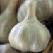 Fresh California Softneck Garlic Bulb (7 Pack) for Planting or Eating - 7 Count - Buy Online on GoSupps.com
