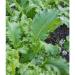 200 + South Giant Curled semi -Organic Mustard Non gm Garden Sprouts - Buy Online on GoSupps.com