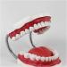 Utah Teeth Study Model - 28 Dental Care Model for Kids & Students | Educational Dentist Lessons with Toothbrush - Buy Online on GoSupps.com