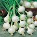 Germinazione I Semi: 100 - Semi: Crystal White Cera Onions.Sweet e cos Delizioso !!!!!!