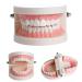 High-Quality Dental Model & Denture Demonstration Kit for Adults & Children | Includes 2 Toothbrushes | Ideal for Teaching & Learning - Buy Online on GoSupps.com