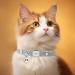 Personalized Gray Elastic Cat Collar with Name & Phone Number | Engraved with Bell - Ship Internationally - Buy Online on GoSupps.com