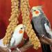 Nemeth Farms Spray Millet: GMO-Free Bird Treat & Supplement 1lb - No Stems, Only Edible Tops for Parakeets, Cockatiels, Lovebirds & Finches - Buy Online on GoSupps.com
