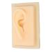 Natural Size Silicone Ear Model - Left & Right Human Ear for Teaching & Presentation Tools - Buy Online on GoSupps.com