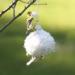Birds Choice CNB Cottontail 2 oz White Cotton Nesting Ball - Natural Building Material - Buy Online on GoSupps.com