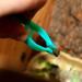 TOYANDONA 40 Pcs Feeding Clamp Reptile Feeding Clip Tree Frog - Buy Online on GoSupps.com