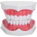 Buy BFEIWGHA Dental Model - Interactive Teeth Demonstration Tool for Kids | PVC Dental Study Learning Aid | International Shipping Available - Buy Online on GoSupps.com
