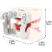 Buy Amoyer Dental Typodont Teeth Model - Removable Teeth for Study & Lessons | International Shipping Available - Buy Online on GoSupps.com