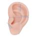 Soft Silicone Ear Model for Earrings Display Flexible Artificial Ear for Piercing Practice | 1 Pair (Medium Skin Color) - Buy Online on GoSupps.com
