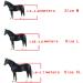 EVTSCAN 2pcs Horse Leg Boots - PU Neoprene Protective & Adjustable Tendon Boots for Forefoot Safety - International Shipping Available - Buy Online on GoSupps.com