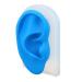 Silicone Ear Model Ear Acupuncture Practice Model Soft Simulated Ear Model for Hearing Amplifier Display Teaching Hearing Aid Wearing Demonstration (Blue)