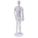 SDENSHI Model Anatomy Professional Medical Acupuncture Male 50cm 20" - Buy Online on GoSupps.com
