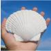 6PCS Large Scallop Shells Crafts - 4''-5'' | DIY Painting, Baking, Beach Wedding Decoration - Buy Online on GoSupps.com