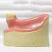 DYTAH Dental Implant Teeth Model - Lower Jaw 6 Teeth for Dental Students | Soft Gum Teeth Teaching Aid - Buy Online on GoSupps.com