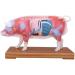 Acupuncture Pig Model Veterinary Acupuncture Animal Anatomy Model Medical Training Aid - Buy Online on GoSupps.com