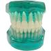 Transparent Dental Model for Adult Dentists | Realistic Teeth & Gums for Teaching & Demonstration - International Shipping - Buy Online on GoSupps.com