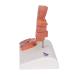 3B Scientific K27 Hemorrhoid Model with Smart Anatomy | Educational Tool - Buy Online on GoSupps.com