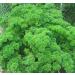 PLAT FIRM Seed Germination 300 Seeds Parsley Seeds Triple Curled A Beautiful Garnish High Vitamin C Content Free Ship - Buy Online on GoSupps.com