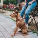 HUNTER Aalborg Leather Dog Harness - Cognac - Size SM/1 | Premium Comfort & Durability for Stylish Pets - Buy Online on GoSupps.com