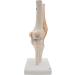 Opaeroo Life Size Anatomical Medical Knee Joint Model with Ligaments - Perfect for Education & Anatomy Studies - Buy Online on GoSupps.com