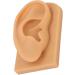 Waterproof Silicone Right Ear Model for Displaying Hearing Aid and Acupuncture Education - Buy Online on GoSupps.com