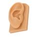 Ear Model Soft Silicone Right Ear Model Clear Structure Science Education Easy To Observe Flexible Waterproof for Display - Buy Online on GoSupps.com