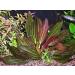 Florida 10 Species Live Aquarium Plants Bundle - Vibrant and Diverse Aquatic Flora Collection - Buy Online on GoSupps.com