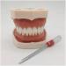 Dytah Typodont Troch Model - Realistic Dental Teaching Model with Removable Teeth for Adult Demonstration - International Shipping Available - Buy Online on GoSupps.com