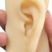 ERNZI Life Size Human Ear Model Set - 1:1 Acupuncture Educational Tool (Left & Right 9x5x7 cm) - Ideal for Students & Practitioners - Buy Online on GoSupps.com
