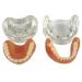 Buy Teach Study Adult Standard Typodont Teeth Model - Ideal for Dental Education & Demonstration | Fast International Shipping - Buy Online on GoSupps.com