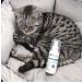 Anicura Natural Cat Gel Ointment 75ml/2.5oz - Soothing Relief for Cats - Buy Online on GoSupps.com