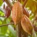 Buy 1kg Organic Cocoa Powder - 100% Natural Raw & De-Oiled No Additives Sugar-Free Ideal for Healthy Baking | International Shipping - Buy Online on GoSupps.com