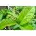 Fresh Organic Guva Leaves | Approx 70G Jumbo | Guva Leaf For Medical | Use Diabetes & Skin Care| Indian Origin|Next Day Shipping By Seelans - Buy Online on GoSupps.com