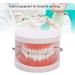 Standard Tooth Model - 28 Pieces for Adults & Kids | Dentures Artificial Teeth Educational Display - Buy Online on GoSupps.com