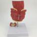 YOtat Human Pathological Hemorrhoids Model-Colorectal Hemorrhoid Lesion Model-Placed On The Base-is The Best Teaching Aid for Doctor-Patient Communication - Buy Online on GoSupps.com