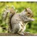 Squirrel Mixture 200g Premium Wild Life Food Garden Seed Feed - SLW - Buy Online on GoSupps.com